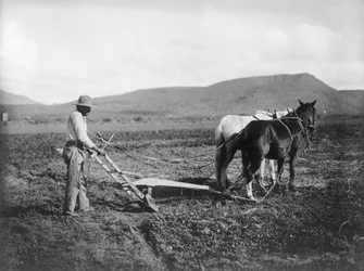 Indiano che ara la sua terra, Riserva Indiana di Sacaton, Arizona, c.1909