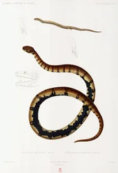 Lucertola e serpente incappucciato, Algeria