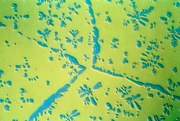 Lega binaria rame-zinco