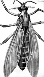 Microscopia