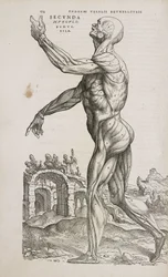 Muscoli Vista laterale dei muscoli superficiali del corpo umano maschile
