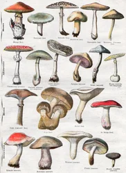 Funghi