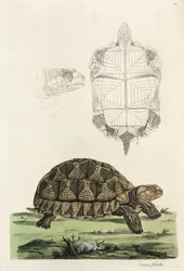 Tartaruga speronata