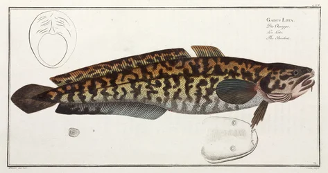 Il Burbot