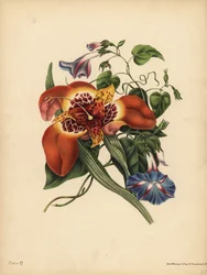 Il fiore della tigre messicana, Tigridia pavonia, Cambio; Il convolvolo maggiore blu, Notte