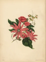 La passiflora racemosa, Passiflora racemosa, Superstizione religiosa