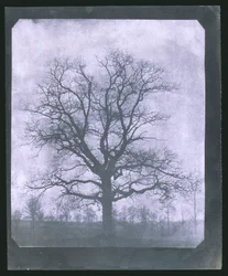 Albero in inverno, metà del XIX secolo