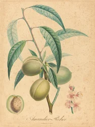 Mandorlo - Pesco