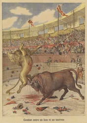 Combattimento tra un leone e un toro