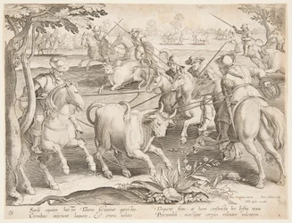 Cattura di tori selvatici