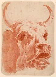 Testa di una mucca