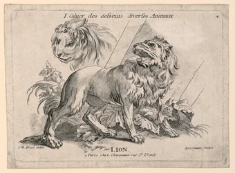 Studi di leoni, tavola 4 da "Cahier des Desseins Diverses Animeaux"