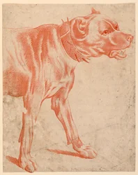 La parte anteriore di un cane