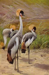 Gru coronata
