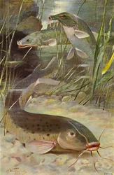 Pesce gatto elettrico, bichir, pesce scatola