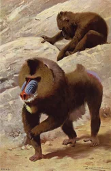 Mandrillo