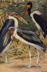 Marabù e Jabiru