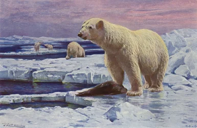 Orso Polare