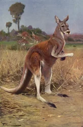 Canguro rosso