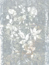 Abstract: Elementi botanici grigi