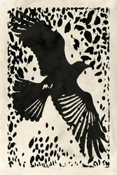 Il corvo nero in volo