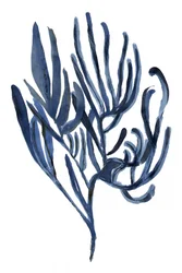 Flora marina profonda