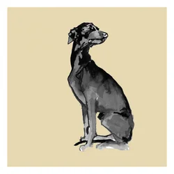 Elegante cane nero