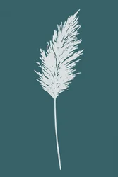 Elegante piuma di pampa