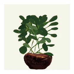 Pianta in vaso verde