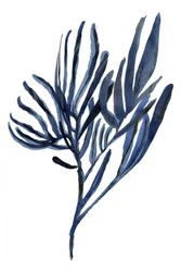 Rami botanici Indigo