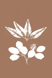 Sagome di foglie biologiche