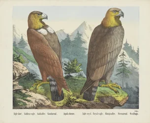 Aquila dorata