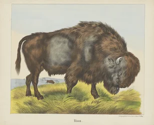 Bisonte