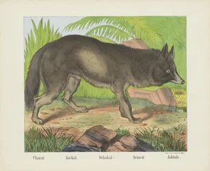 Sciacallo