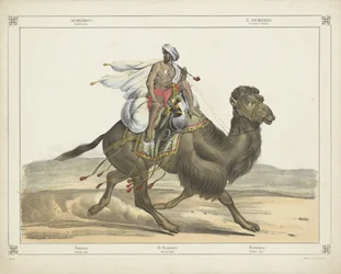 Dromedario, posta araba