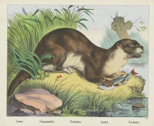Lontra comune