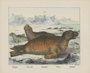 Foca