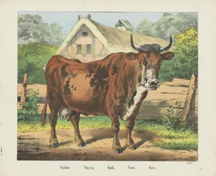 Mucca