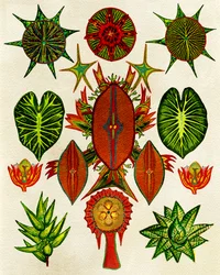 Illustrazione naturalistica ricca di dettagli