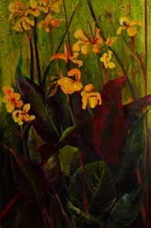 Canna Lily, 2017