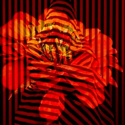 Collage di fiori, 2017 (fotografia)