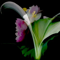Collage di fiori, 2018 (tecnica mista)