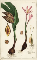 Colchico autunnale, Colchicum autumnale