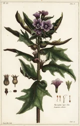 Giusquiamo nero, jusquiame noire, Hyoscyamus niger Linn