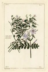 Gelsomino comune, Jasminum officinale, Linn