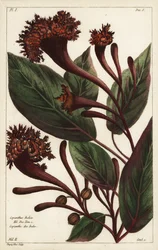 Arbusto cornucopiano, Copianthus indica