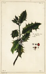 Agrifoglio europeo, Ilex aquifolium, Linn