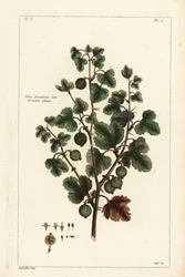 Uva spina, Ribes grossularia