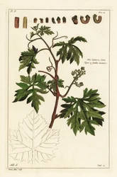 Foglie e uva in germoglio su una vite, Vitis vinifera