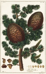 Cedro del Libano, Cedrus libani